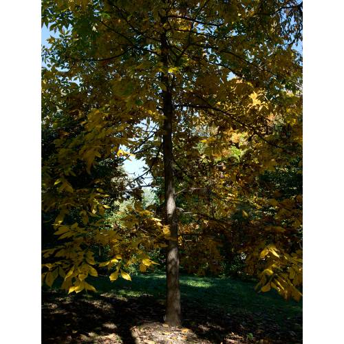 Shellbark Hickory, Kingnut