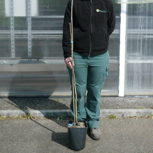 Shellbark Hickory, Kingnut