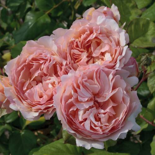 Rose 'Princesse Charlne de Monaco'