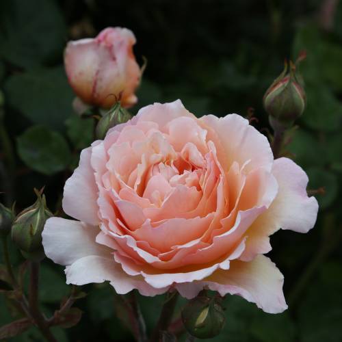 Rose 'Princesse Charlne de Monaco'