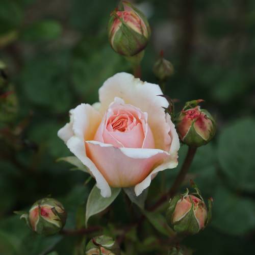 Rose 'Princesse Charlne de Monaco'