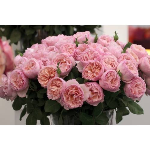 Rose 'Princesse Charlne de Monaco'