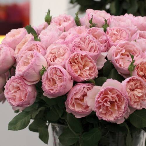 Rose 'Princesse Charlne de Monaco'