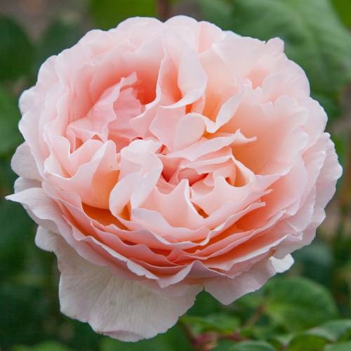 Rose 'Princesse Charlne de Monaco'