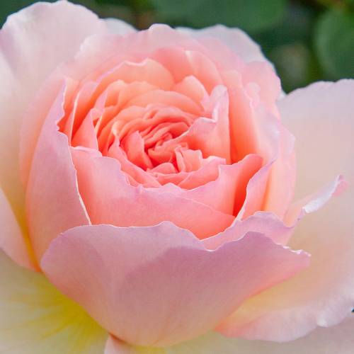 Rose 'Princesse Charlne de Monaco'