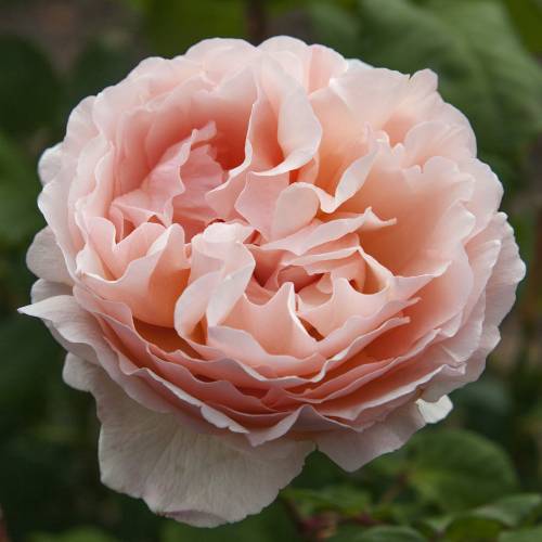 Rose 'Princesse Charlne de Monaco'