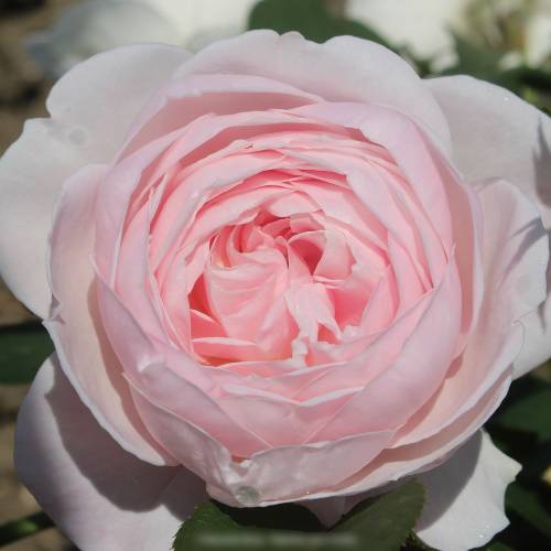 Rose 'La Belle de Rouet'