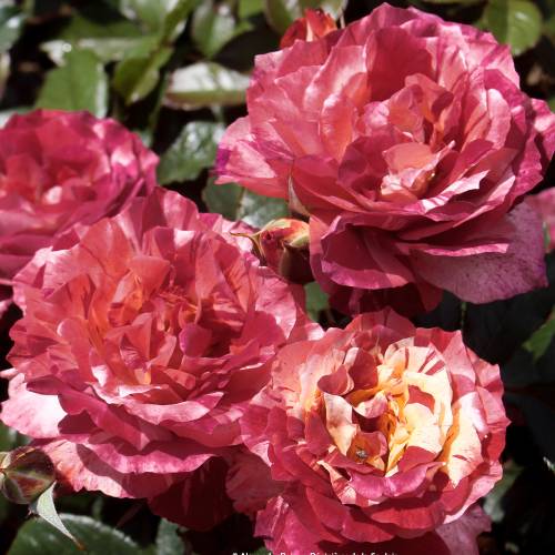 Rose 'Poseidon'