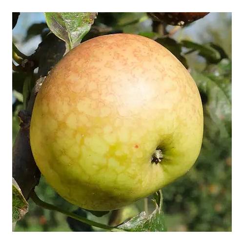 Apple tree 'Guillevic'