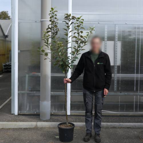 Apple tree 'Guillevic'