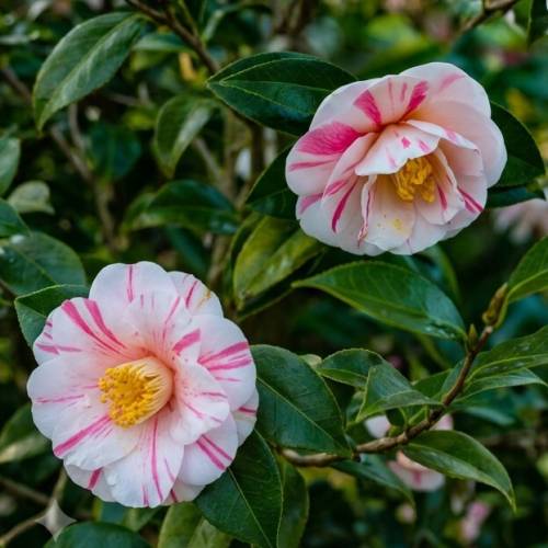 Bicolour Japanese Camellia