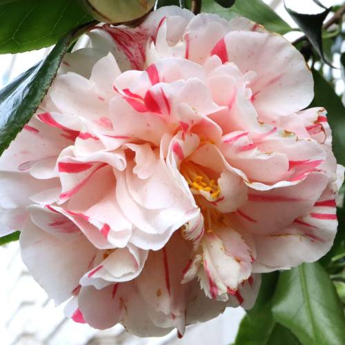 Japanese Camellia 'Chameleon'