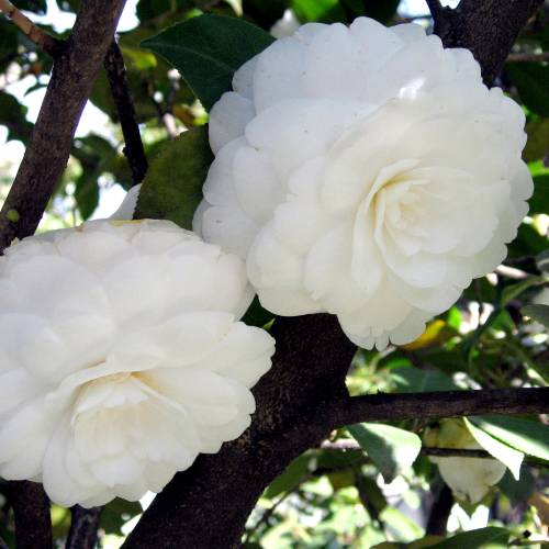 Japanese Camellia White