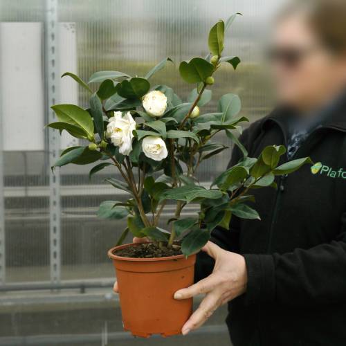 Japanese Camellia White