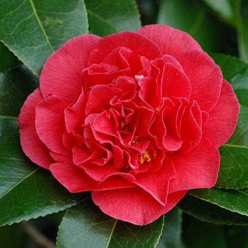 Japanese Camellia Red