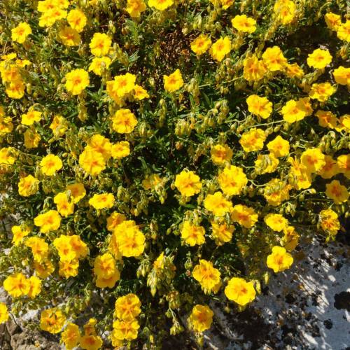 Rock Rose, Yellow