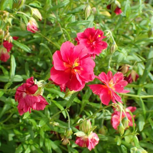 Rock Rose, Red