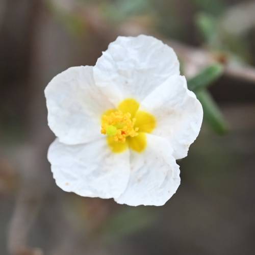 Rock Rose, White