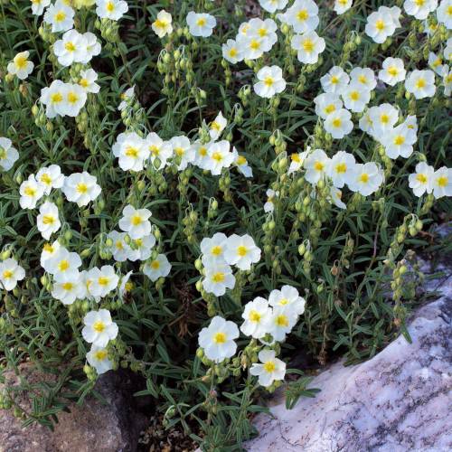 Rock Rose, White