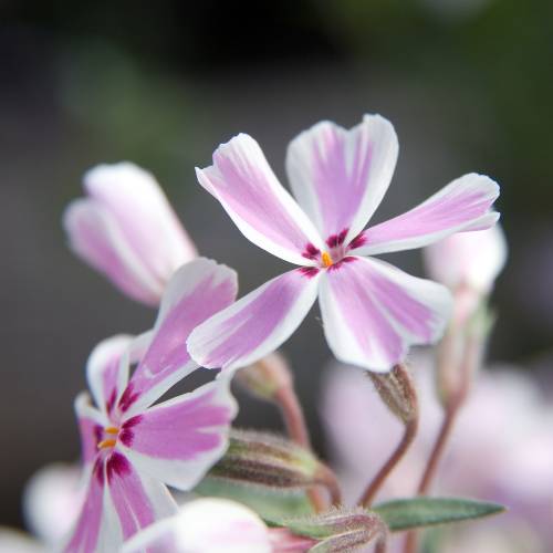 Creeping Phlox, Moss Phlox 'Candy Stripes'