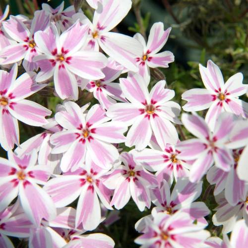 Creeping Phlox, Moss Phlox 'Candy Stripes'