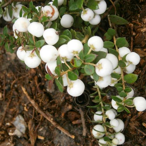 Prickly Heath with white berries