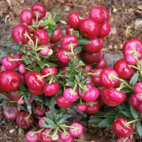 Prickly Heath with red berries