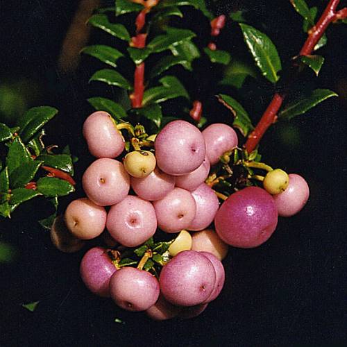 Prickly Heath with pink berries