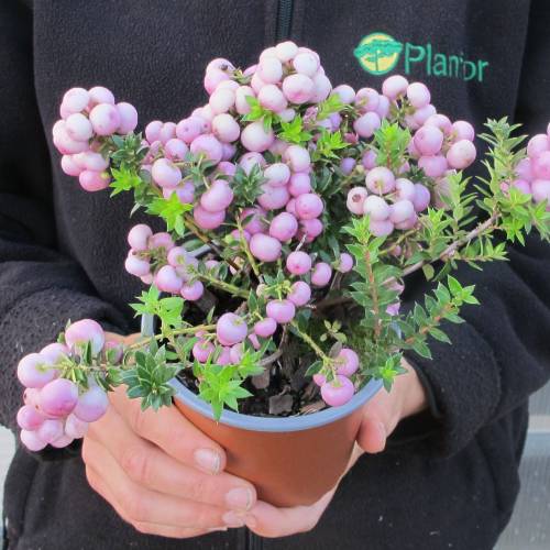 Prickly Heath with pink berries