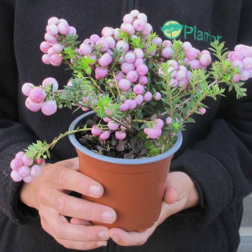 Prickly Heath with pink berries