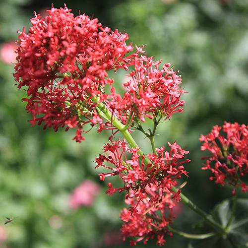 Red Valerian