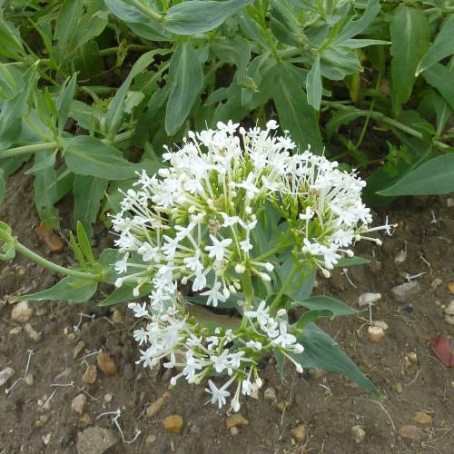 White Valerian