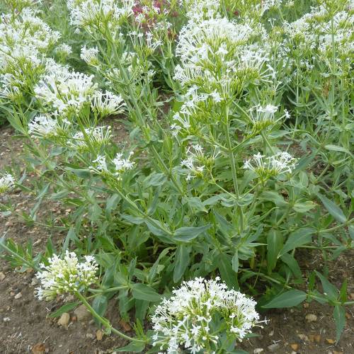 White Valerian