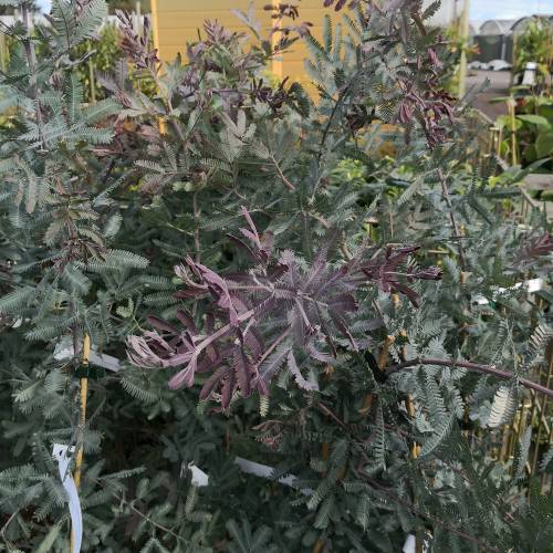 Mimosa, Golden Mimosa Purpurea