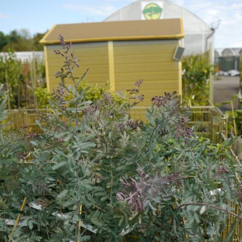 Mimosa, Golden Mimosa Purpurea