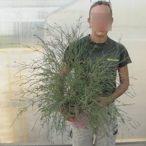 Slender Honey-Myrtle