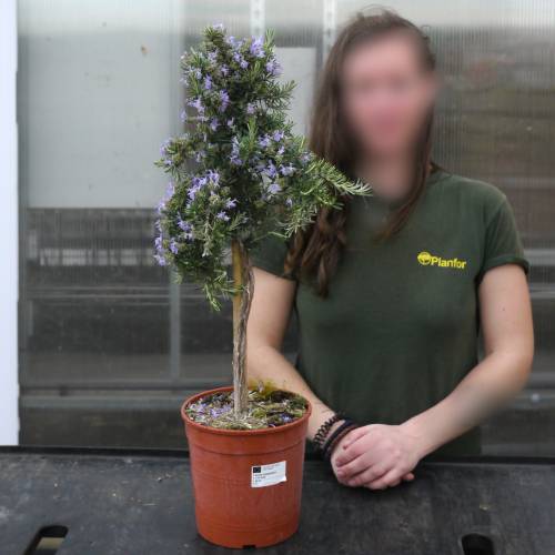 Rosemary, Creeping  on Stem