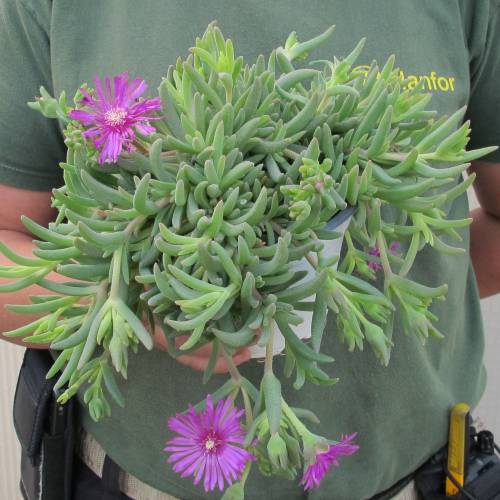 Ice plant, Pink Carpet