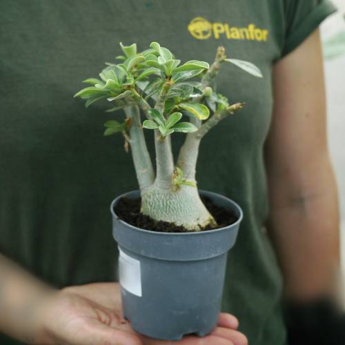 Desert Rose, Pink Flowers
