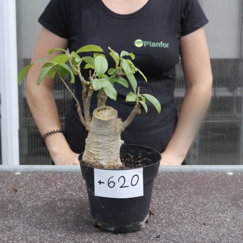 Baobab Specimen