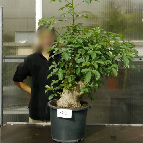 Baobab Specimen