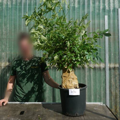 Baobab Specimen