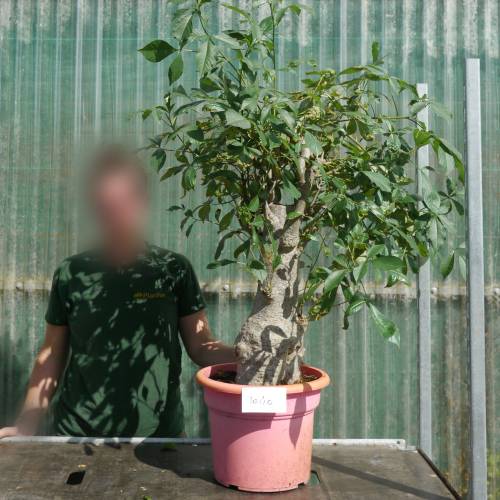 Baobab Specimen