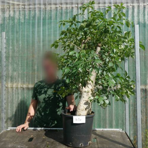 Baobab Specimen