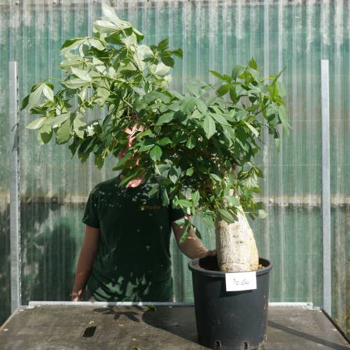 Baobab Specimen