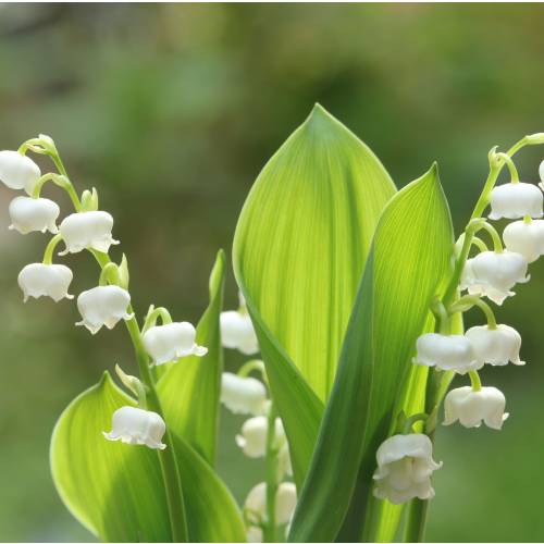 Lily of the valley, White
