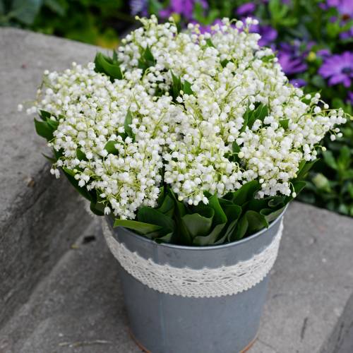 Lily of the valley, White