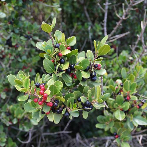 Buckthorn, Mediterranean
