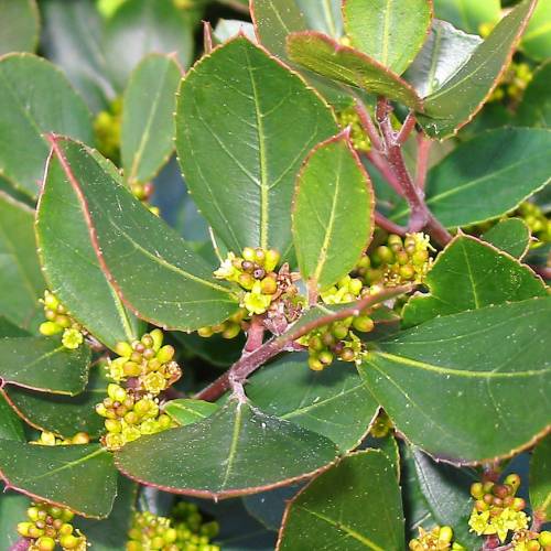 Buckthorn, Mediterranean