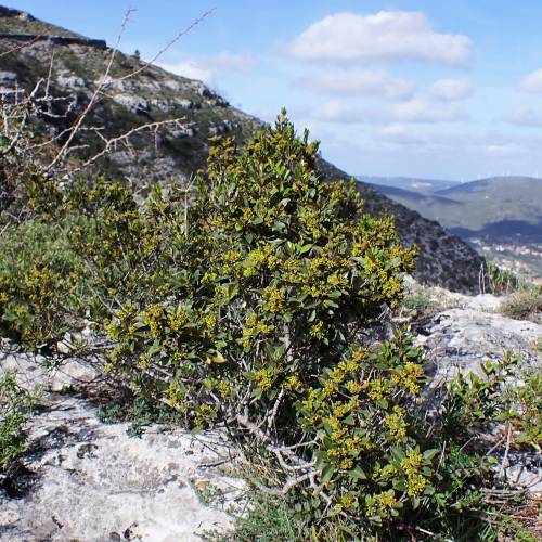 Buckthorn, Mediterranean